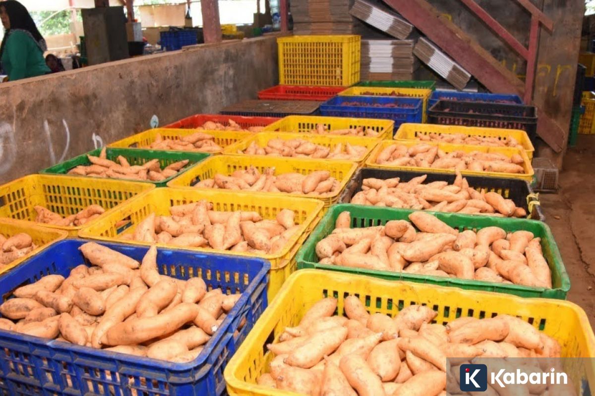 Mengenal nutrisi dan manfaat ubi cilembu yang jarang diketahui