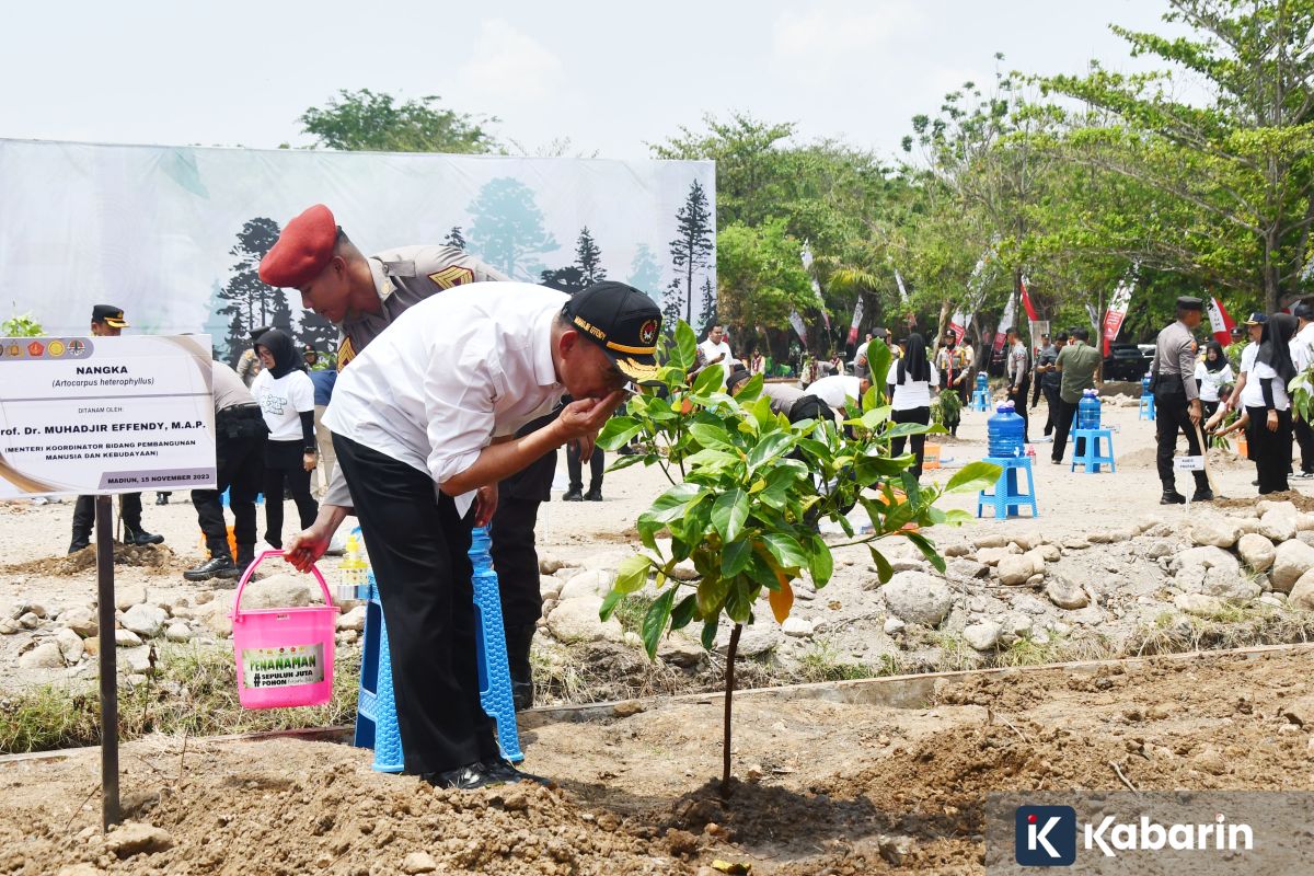 6 manfaat tak terduga dalam daun nangka