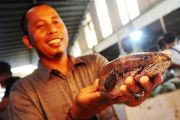 Ikan Gabus Berpotensi Jadi "Superfood" Lokal Indonesia