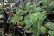 Rekomendasi 5 tanaman daun lebar yang bikin rumah jadi lebih segar dan estetik