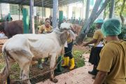 DKI Jakarta Latih 80 Juru Sembelih Halal Jelang Idul Adha 2026
