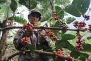 Petani kopi di Cikajang raih pendapatan Rp4,5 juta per bulan