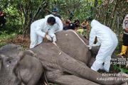 Gajah Jinak Dona di Taman Nasional Way Kambas mati setelah alami gangguan kesehatan