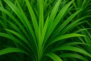 7 manfaat daun pandan untuk kesehatan