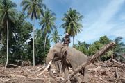 Kemenhut ungkap pelibatan gajah bersihkan puing merupakan bentuk kesejahteraan satwa