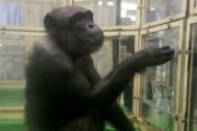 Simpanse yang Melek Huruf dan Angka Mati di Usia 49 Tahun
