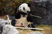 Panda Kembar di Jepang akan Pulang ke China pada Akhir Januari 2026