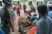 Hangatnya Ramadhan di Pengungsian, Korban Banjir Tapsel Potong Sapi Bersama