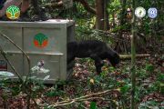 Beruang Madu Kembali Dilepas ke Gunung Tarak Usai Sembuh dari Jerat