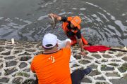 Pemkot Jakpus Sasar Ikan Sapu-Sapu hingga Telurnya dalam Aksi Bersih Sungai