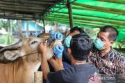 DKI Koordinasi dengan Daerah Pemasok Hewan Kurban, Pastikan Kesehatan