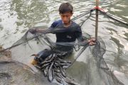 383 Ekor Ikan Sapu-sapu Kembali Ditangkap di Sungai Pesanggrahan, Jakbar