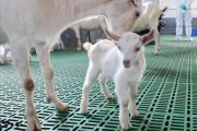 China Sukses Kloning Enam Kambing Perah Kualitas Super Tinggi
