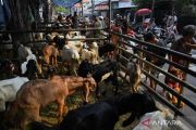 Harga yang Stabil Memicu Daerah Lain Beli Hewan Kurban di Jakarta
