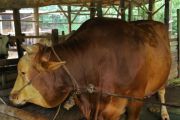 Riau Terima 14 Sapi Kurban Bantuan Presiden Prabowo untuk Idul Adha 1447 H