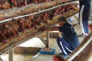 Lapas Narkotika Jakarta Latih Para Napi untuk Ternak Ayam dan Jahit