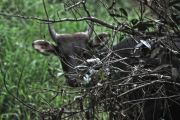 Taman Nasional Kutai Jadi Rumah bagi 324 Spesies Fauna