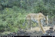 Seekor Harimau Sumatra Terekam Kamera di Hutan Harapan