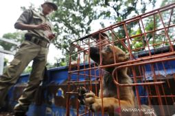 DKI Jakarta resmi terapkan aturan pelarangan jual daging anjing dan kucing