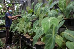Rekomendasi 5 tanaman daun lebar yang bikin rumah jadi lebih segar dan estetik