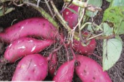 Ternyata ubi jalar rebus dan panggang bisa  turunin berat badan