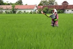 BRIN Ciptakan Pupuk dari Air dan Nitrogen yang Lebih Ramah Lingkungan