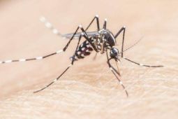 Dokter Jelaskan Penyebab Anak Lebih Rentan Mengalami Malaria Berat