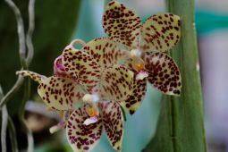 Mengenal 5 tumbuhan langka di Indonesia yang terancam punah