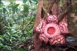 Deretan fakta tentang penemuan Rafflesia Hasseltii langka di Sumatera Barat