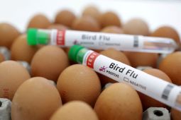500.000 unggas di Jerman dimusnahkan akibat flu burung