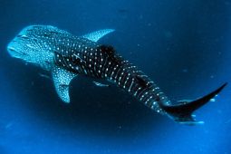 Bayi hiu paus ditemukan oleh ilmuwan di Teluk Saleh, NTB