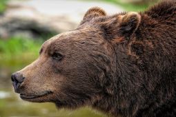 Beruang Serang 238 Orang di Jepang pada Tahun 2025, 13 Tewas