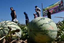 Penelitian Ungkap Semangka Bisa Bantu Jaga Kesehatan Jantung & Pembuluh Darah