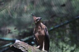 Mengenal tiga satwa kebanggaan Indonesia yang jadi simbol nasional