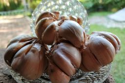 Ekstra bawang putih ternyata bisa jadi obat kumur alami anti kuman