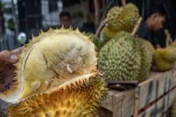 6 manfaat buah durian yang baik untuk kesehatan tubuh