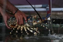 Biar nggak cepat mati, begini cara rawat lobster air tawar dengan benar