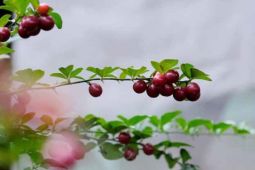 Destinasi Estetik di Bekasi Makin Digemari Gen Z