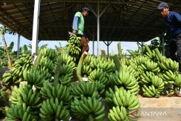 Rahasia manfaat kesehatan di balik pilihan tingkat kematangan pisang