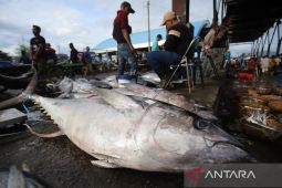 Lelang Tuna Pertama 2026 di Jepang Pecahkan Rekor, Terjual Rp54 M Seekor