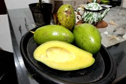 Masih aman! Ini fakta di balik alpukat yang berubah warna jadi cokelat