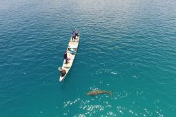Penampakan bayi dugong pertama kali di Pantai Mali, NTT
