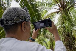 Peneliti Universitas Andalas ciptakan alat sensor untuk kematangan sawit