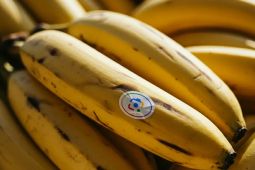 Google search di Indonesia kini bisa edit foto pakai fitur Nano Banana
