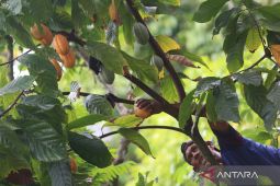 Harga biji kakao turun 14,5 persen gara-gara pasokan meningkat