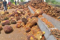 Harga CPO naik tipis, penerapan B50 jadi salah satu pemicunya