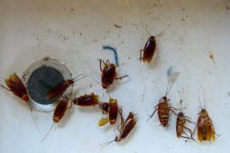 5 tanaman wangi yang ampuh usir kecoak tanpa harus gunakan bahan kimia