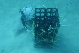 Sulsel akan bangun apartemen khusus ikan!