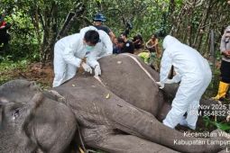 Gajah Jinak Dona di Taman Nasional Way Kambas mati setelah alami gangguan kesehatan