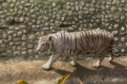 Pramono tegaskan pakan harimau miliknya di Ragunan tetap ditanggung sendiri